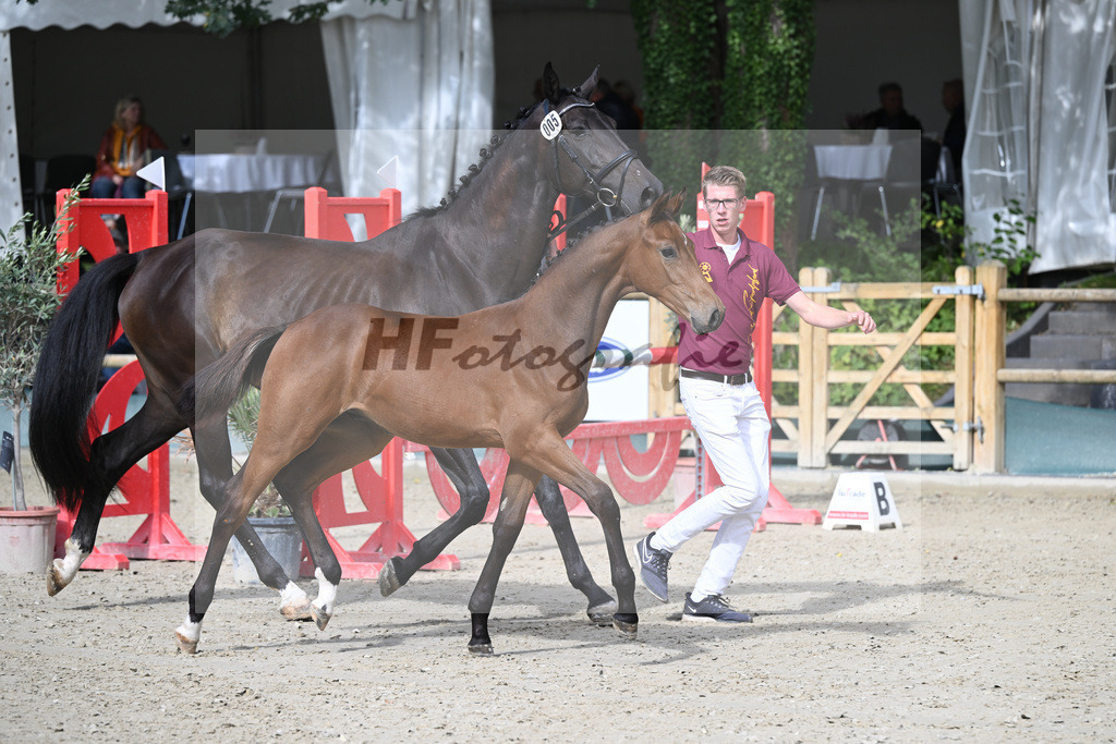 Fohlenauktion Next Chance_49220091 | hf-fotografie - Realisiert mit Pictrs.com