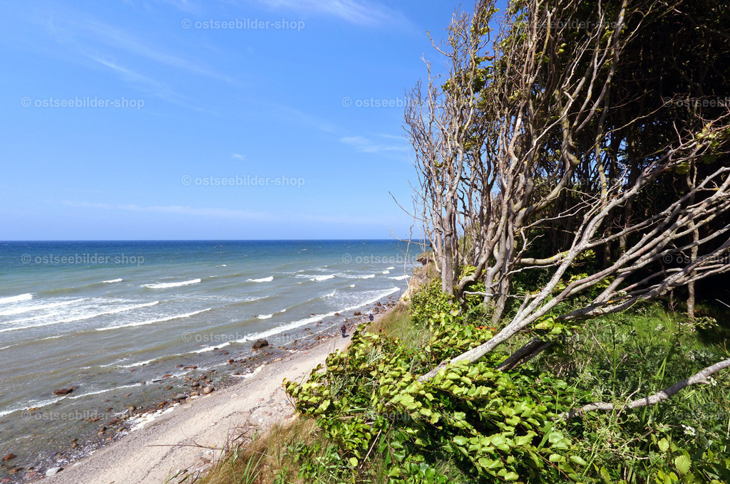 Wildnis auf dem Steilufer | Bei Westwind seitwärts geneigte Buchen trotzen den widrigen Bedingungen an der Steilkante.