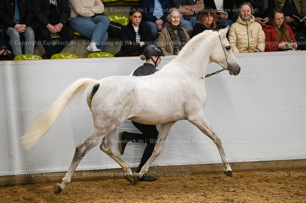 20260307_Hengstvorstellung-Marbach_0285 | equistock