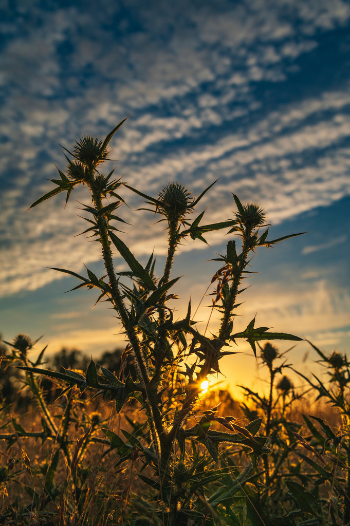 2024_07_08_HETLINGER SCHANZE_MCP1095 | Hochwertig gedruckte Fotografien für die Wand, als Kalender und zum Verschenken. Hamburg & Norddeutschland und überall wo ich mit der Kamera unterwegs war.