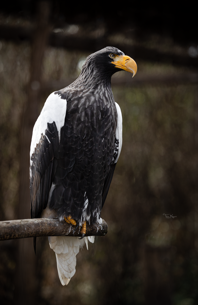 Adler | Emotionale Pferde- & People-Fotografie rund um Heidelberg, Leimen & Umgebung. Natürliche Fotos von Pferd, Mensch & Familie. Jetzt Termin sichern!