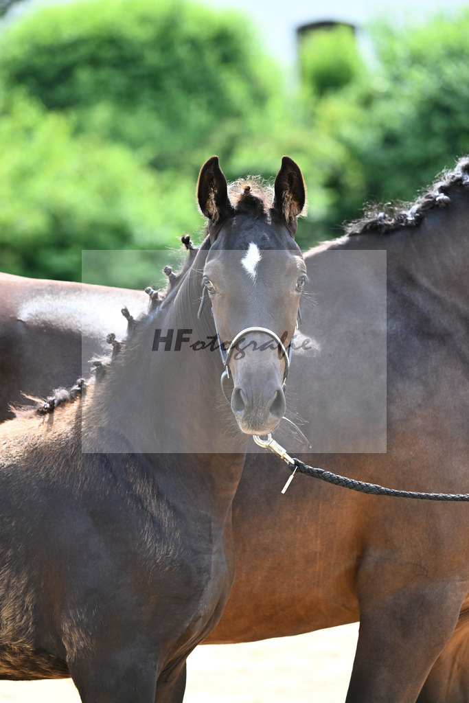 Kat-Nr. 27 Ironman Black M x Van Vivaldi_Wollitz_27140905 | hf-fotografie - Realisiert mit Pictrs.com