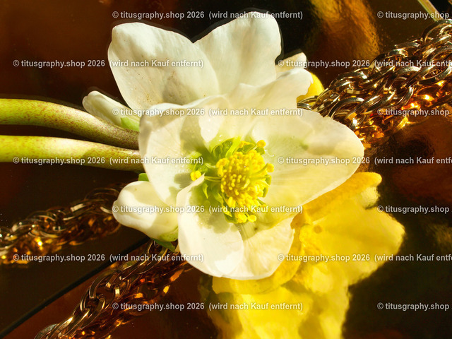 titusgraphy_P2244329-vz-ln | titusgraphy-shop: Geschenkideen mit Qualitätsfotos. titusgraphy-shop: gift ideas with quality photos. titusgraphy-shop: idées cadeaux avec photos de qualité.  - Realisiert mit Pictrs.com