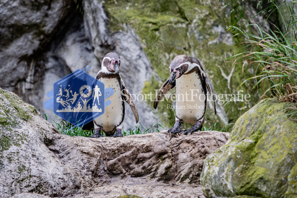 IMG_5476 | SportEventFotografie - Roman Stoiber