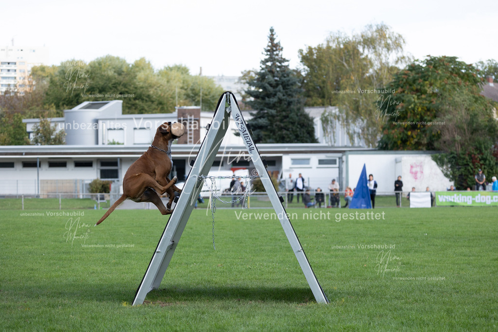 _16A5627 | Einzigartige Fotos von Hunden & Menschen –Actionfotos, Portraits, Vereinsaufnahmen & Paarshootings – authentisch, lebendig & mit Herz.