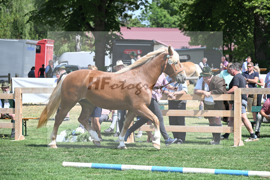 Kat-Nr. 26 Coco_Lichtenegger_20230417 | hf-fotografie - Realisiert mit Pictrs.com