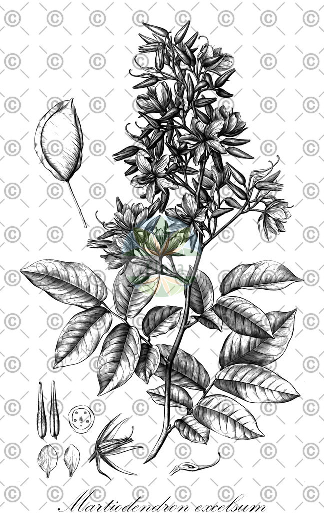 HistAbb_wfo-0000448611_2_ENZY_Simple | Historische Abbildung von Martiodendron excelsum - Fabaceae | Historical Illustration of Martiodendron excelsum - Fabaceae