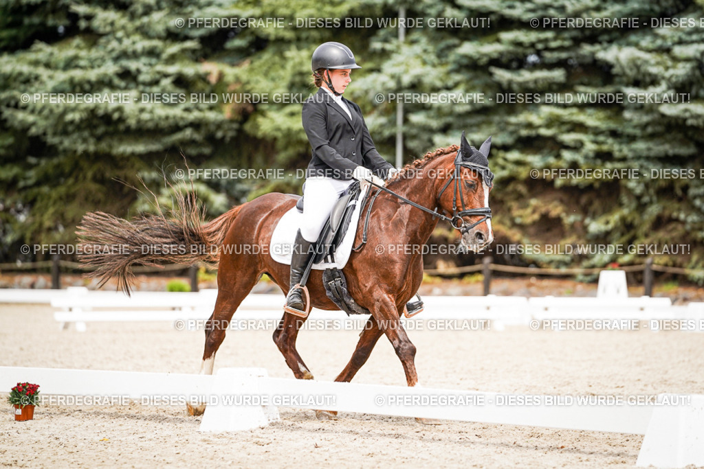 DSC04436 | Pferdegrafie