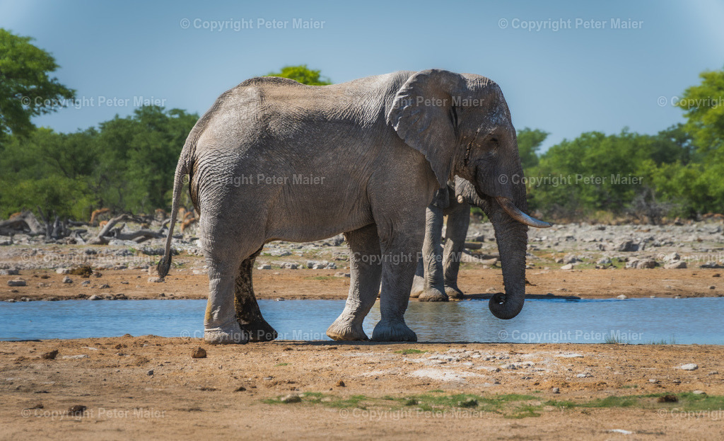 Etosha_Nationalpark_Namibia-599-Bearbeitet | piet_flosse