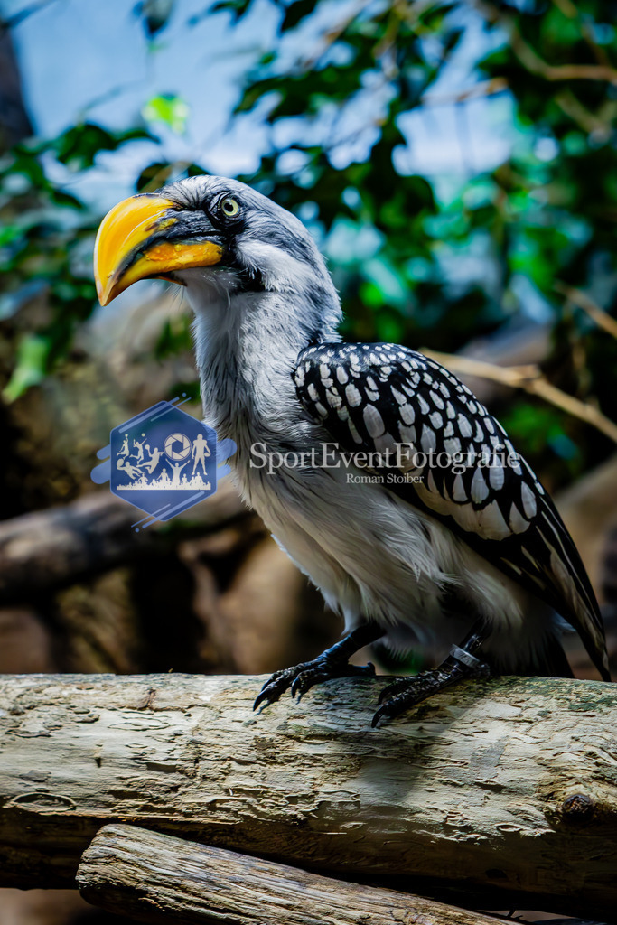 IMG_7690 | SportEventFotografie - Roman Stoiber