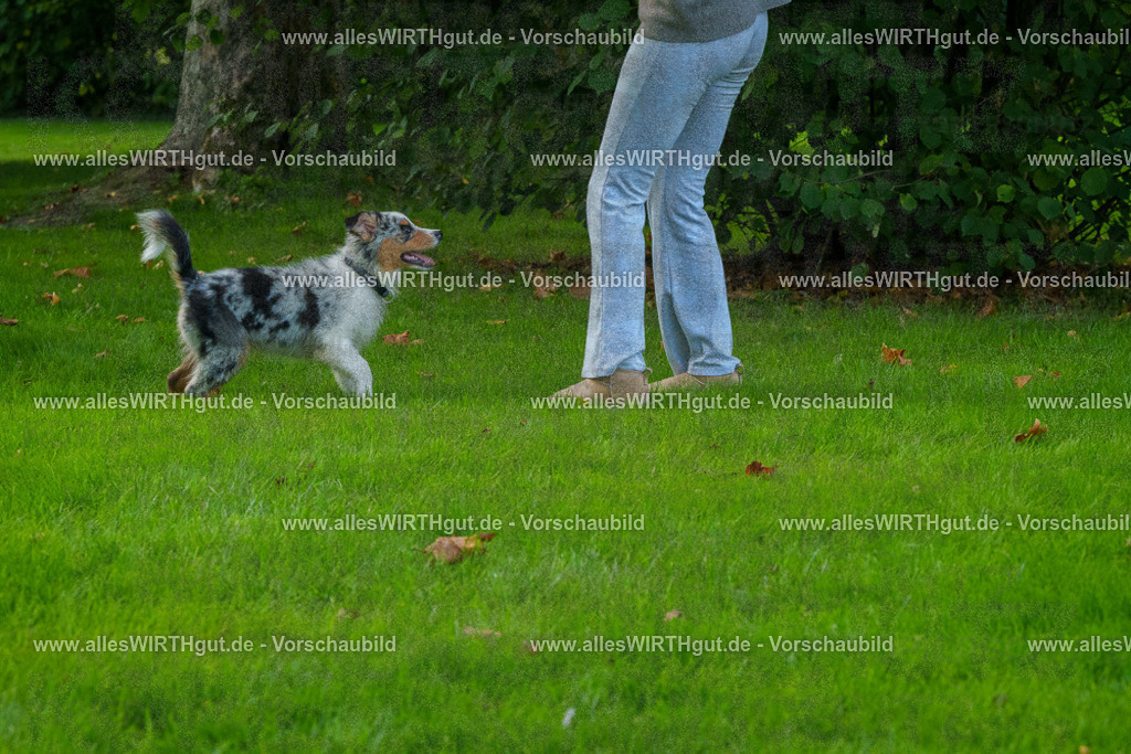 Hundeschwimmen_Grefrath_2026-allesWIRTHgut_Tierfotografie-13_19-FAY00556 | Professionelle Tierfotografie in Mönchengladbach von Daniel Wirth (allesWIRTHgut). Liebevolle & natürliche Bilder von Hunden & Katzen für unvergessliche Erinnerungen.