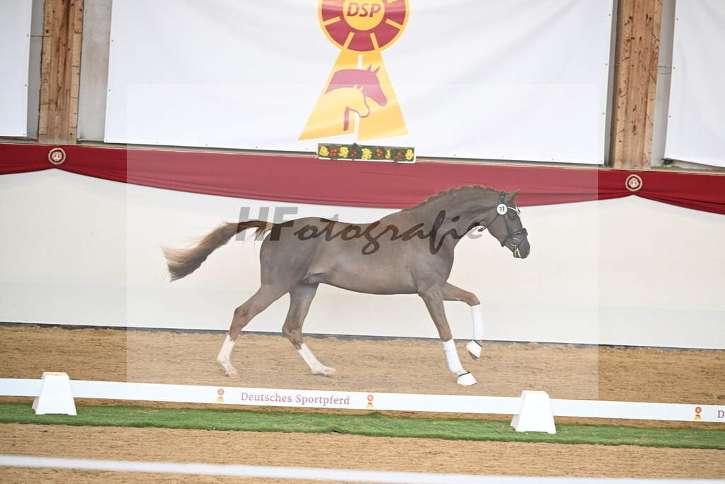 Kat.-Nr. 77 v. Sir Donnerhall I_Schafhof_2250727 | hf-fotografie - Realisiert mit Pictrs.com