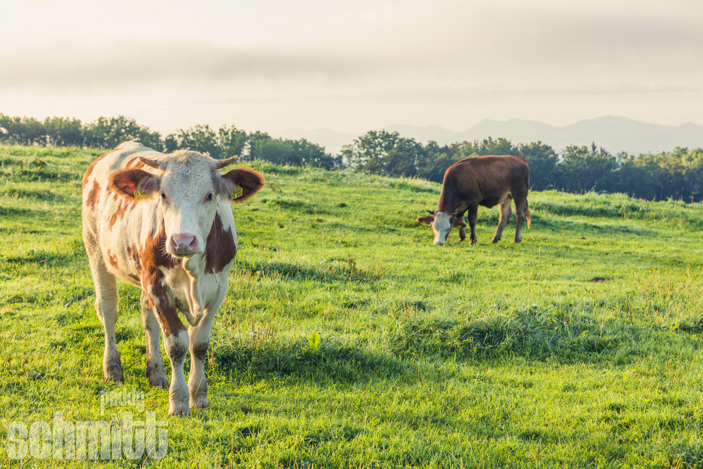 PS-Tiere-2026-92 | Entdecke die größte Bildgalerie der Region mit Fotografien aus dem Allgäu, der Bodenseeregion, Oberschwaben, dem Donautal und der Schwäbischen Alb. Landschaften, Luftaufnahmen und Reisefotografie als Wandbild und Fotokunst. - Realisiert mit Pictrs.com
