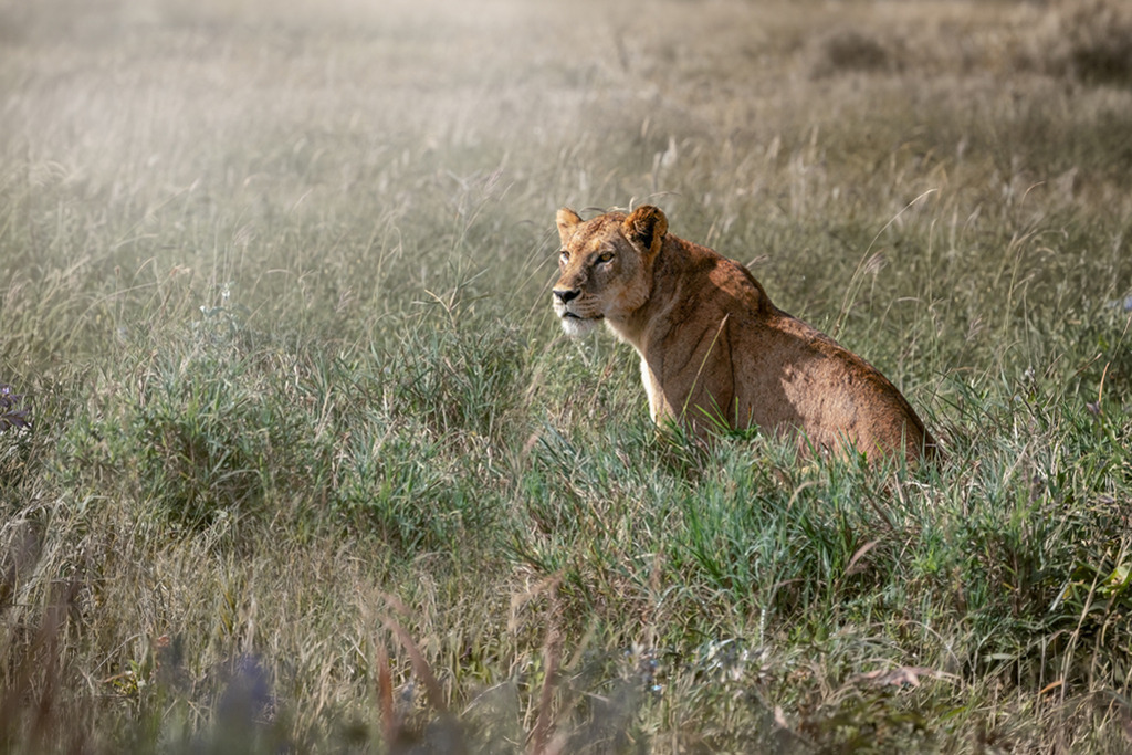 Löwin im hohen Gras | Kenia | Premium-Wandbild von justsomewhere.com: Eine detailreiche Naturaufnahme einer Löwin, die inmitten von hohem Savannengras in Kenia sitzt und aufmerksam ins Profil blickt, umgeben von weichem Gegenlicht. - Realisiert mit Pictrs.com