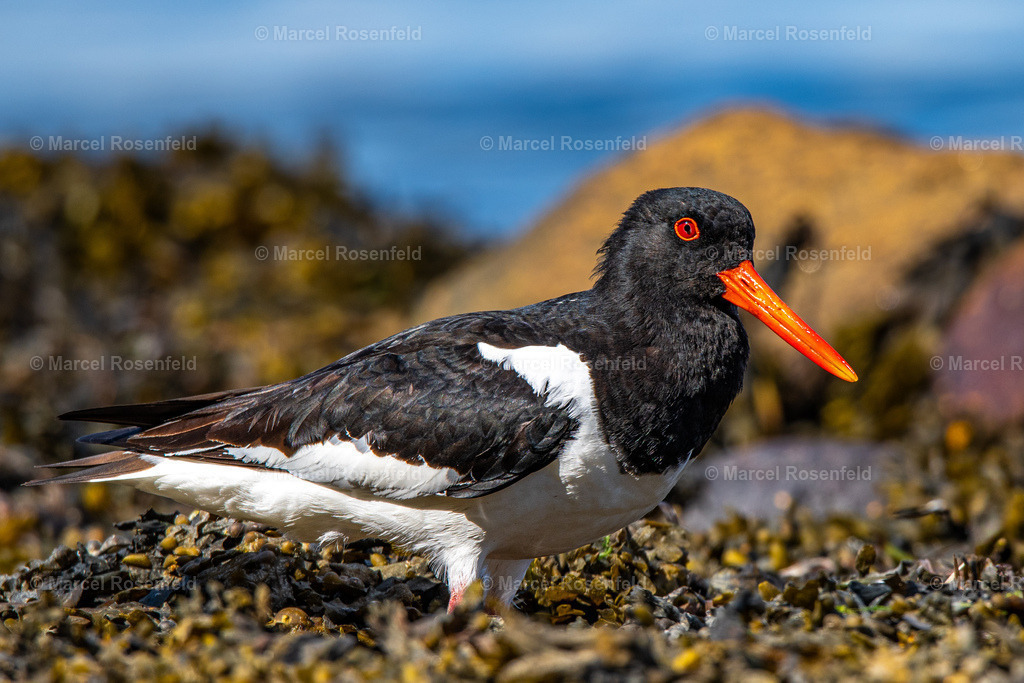 _DSC6404 (1) | foto-rosenfeld