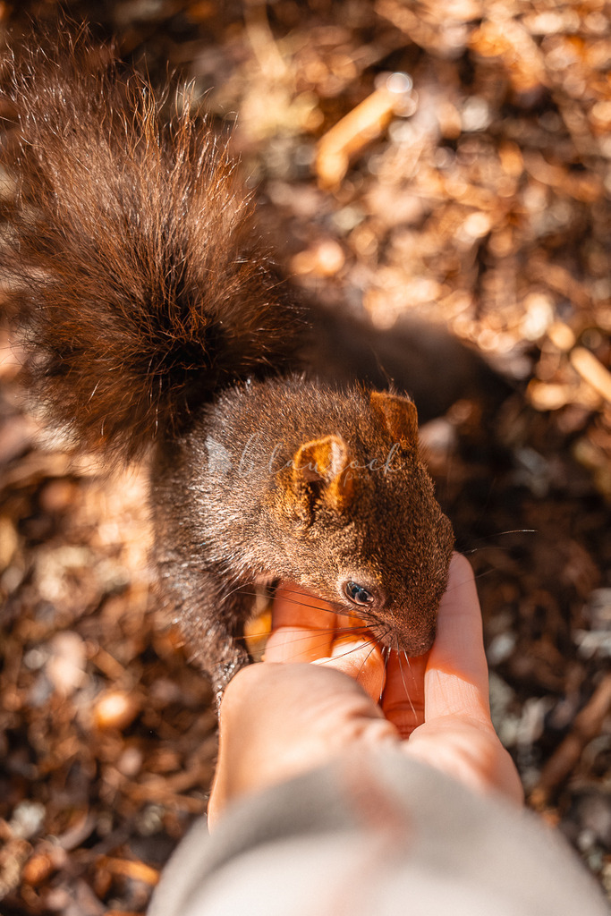 _01A5541 | Sportbilder, Sportfotograf, Hochzeits- und Eventfotografin, Flugshows, Portraits und Tiershooting, Aviation, Downhill, Nationalleague, Swissleague, International