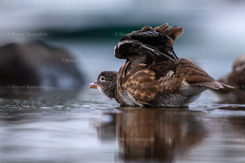 _DSC7715 | foto-rosenfeld