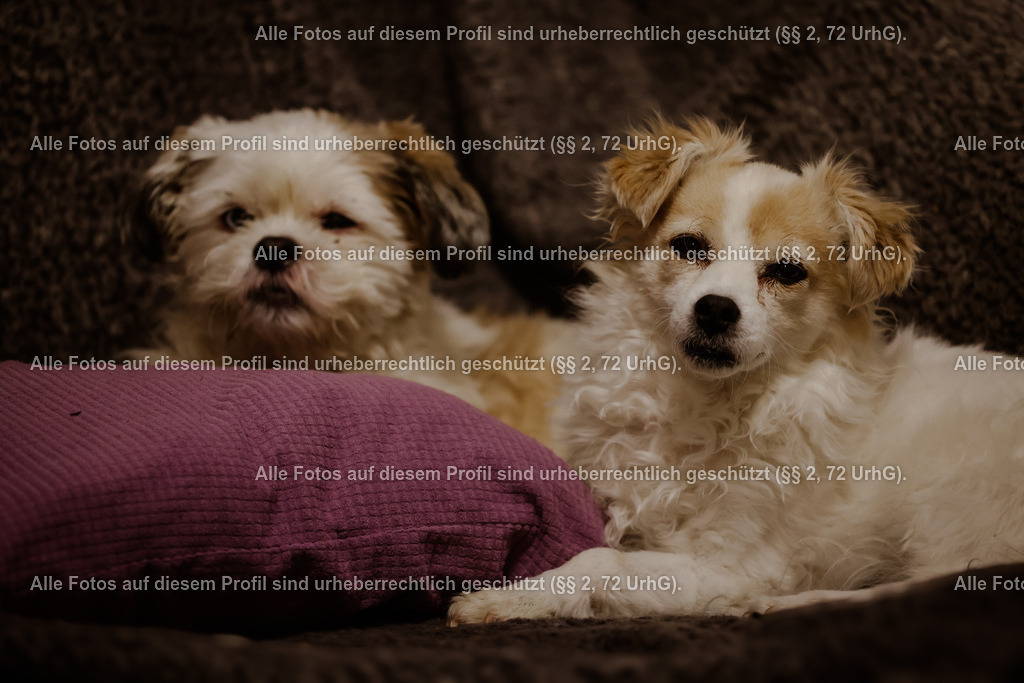 1P5A8591 (1) (1) | krollfotografie - Realisiert mit Pictrs.com