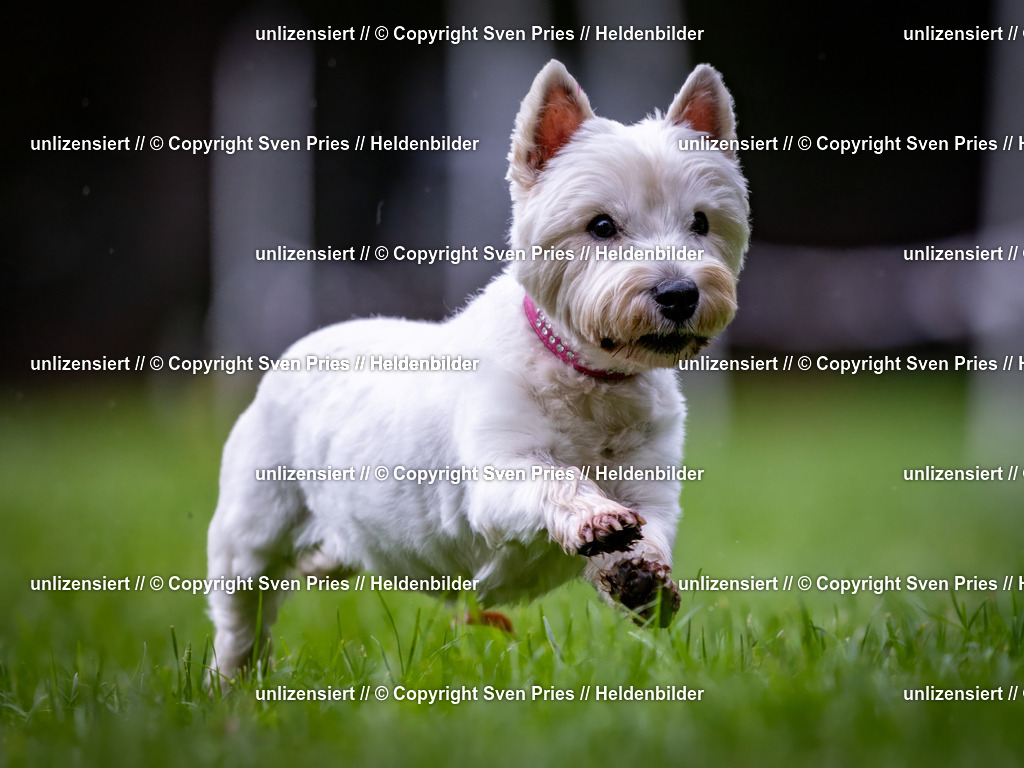 Sven Pries | 2024-10-19 - Hunderennen Ober-Grombach - Realisiert mit Pictrs.com