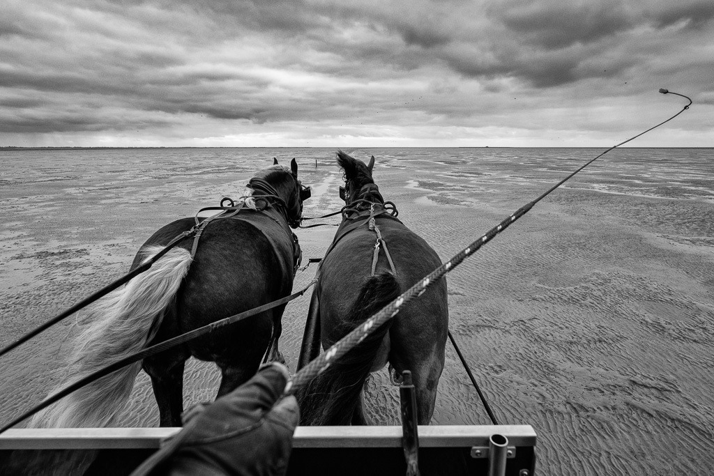 Kutschfahrt zur Hallig Südfall © Holger Rüdel | Der Online-Shop von Holger Rüdel. Ausgewählte Fotografien als FineArt-Prints bestellen: Bildreportagen, Landschaften, Wildlife, History, Infrarot-Motive in Schwarzweiß und Verschiedenes.  - Realisiert mit Pictrs.com