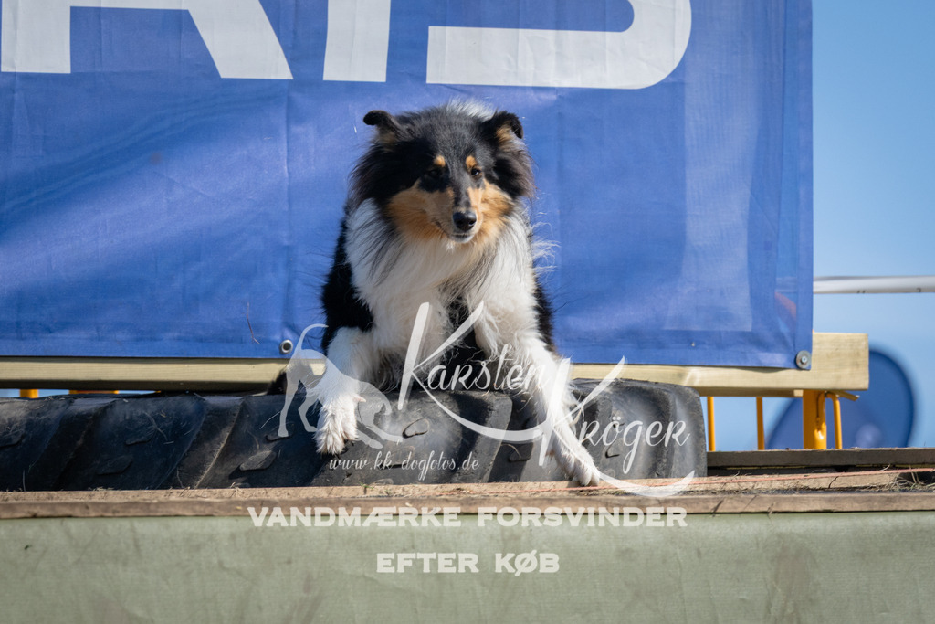 1036_ZZ98840 | kk-dogfotos