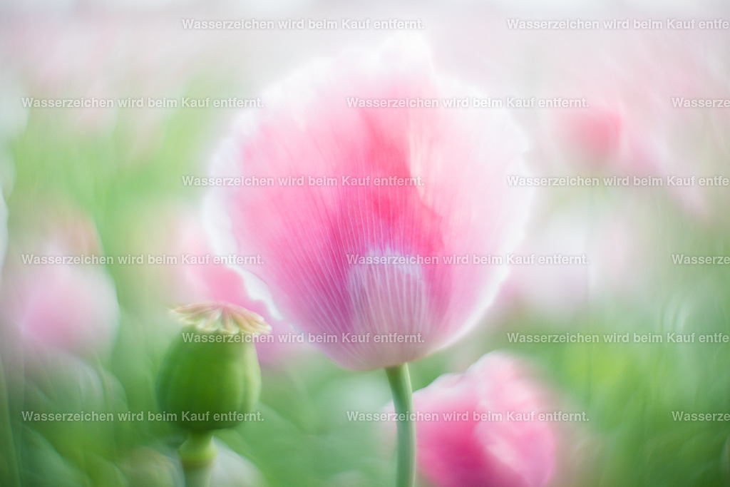 Traumzeit | Die Botschaft zum Bild lautet: Komme immer wieder ins Träumen. Achte auf deine Träume. Was willst du wirklich? Achte darauf, wenn deine Gedanken wohin wandern, wo du sie nicht hinhaben möchtest, dann komm ins Träumen. Nutze die Traumzeit für deine Träume und Visionen.