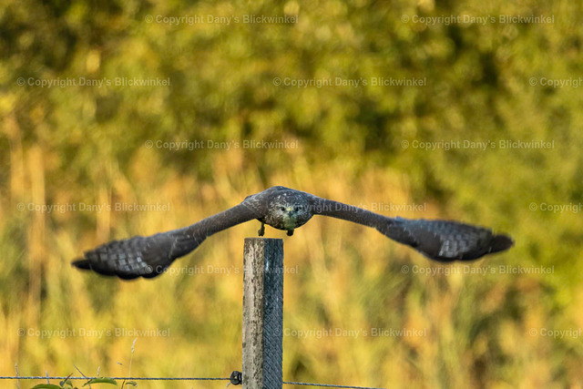 2022179 | Tierfotografie, Tierkalender, Tierbilder, Insekten, Spinnen, Vögel, Schmetterling, Libellen, Leinwand, Colorkey, Qualität, Geschenkartikel, Geschenk - Realisiert mit Pictrs.com