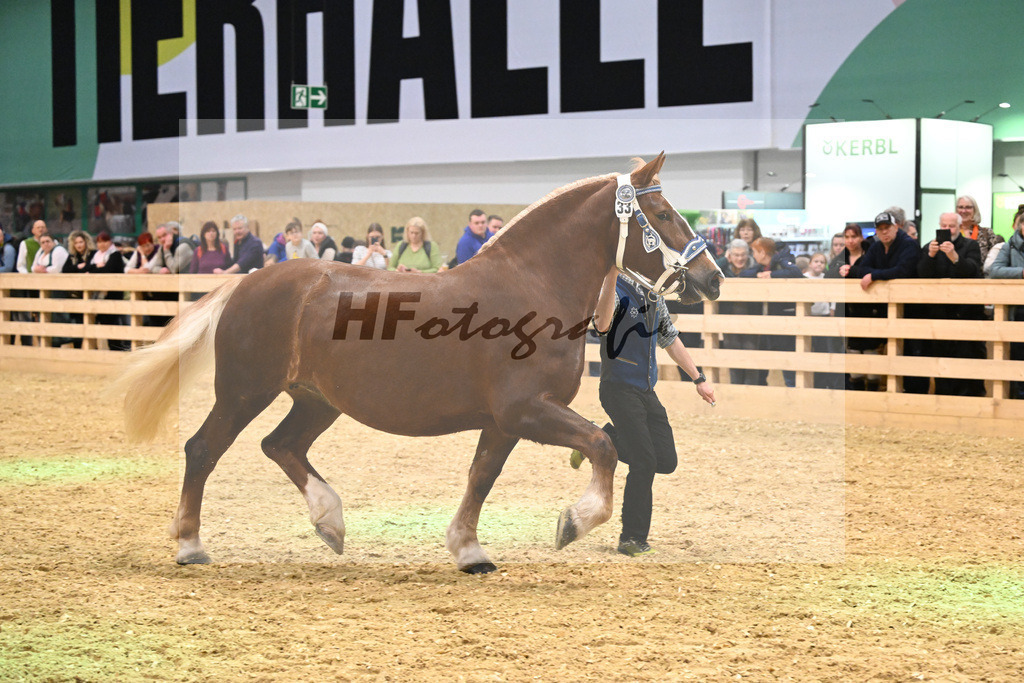Kat-Nr. 33 Finesse G v. Schmauzenberg_Grandauer_1260502 | hf-fotografie - Realisiert mit Pictrs.com