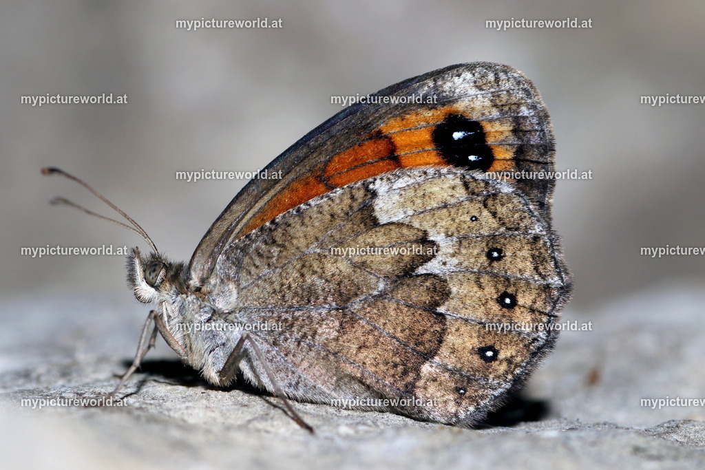 Erebia styx-010 | Das Bilderarchiv über Tiere, Planzen und Landschaften. In der Bilddatenbank finden Sie ein große Auswahl an hochwertigen Bilder für Ihre Werbung - Realisiert mit Pictrs.com