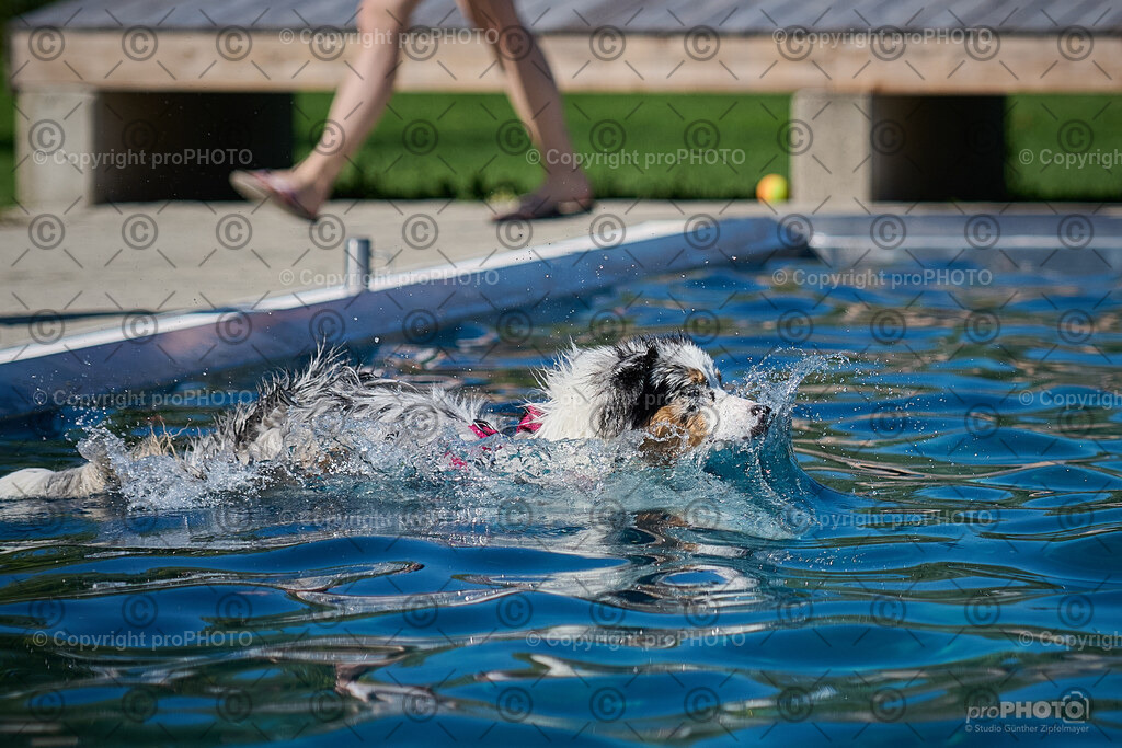 200_202509_4Hundebadetag_NZ9_2799 | proPHOTO - Realisiert mit Pictrs.com