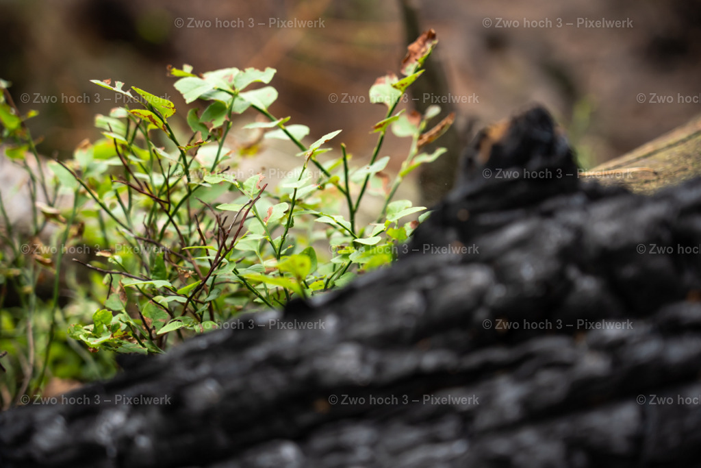 Obere_Affensteinpromenade_Kraut_Holz_Unschaerfe | 2022-09-02_Waldbrandgebiete_2 - Realisiert mit Pictrs.com