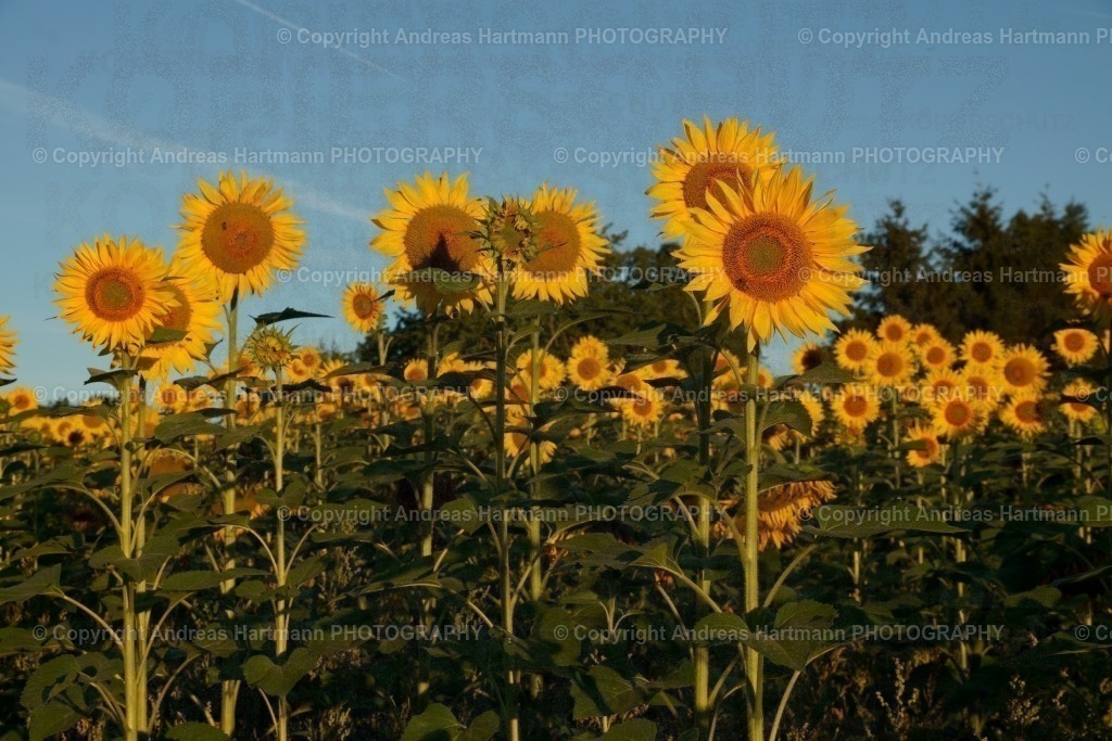Sonnenblumen Feld im Morgenlicht | Sonnenblumen Feld im Morgenlicht - Realisiert mit Pictrs.com