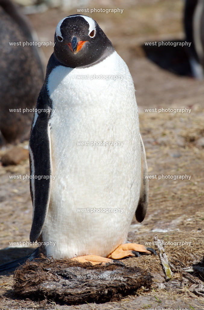Gentoo Penguin 1 SND - FLK 2014 | west photography - Realisiert mit Pictrs.com