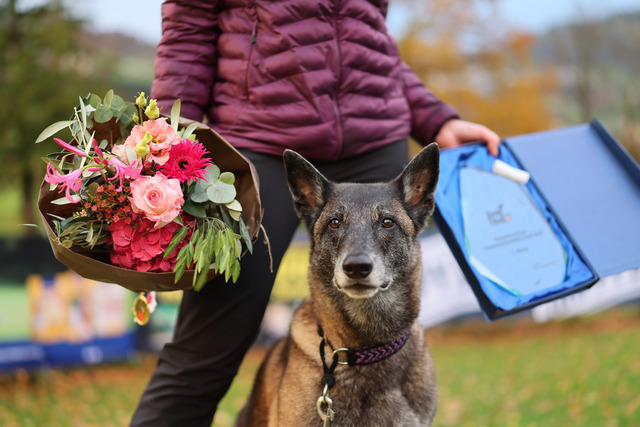 2025_Rally_Obedience_SM-295 | Ich fotografiere Hundeausstellungen, Sportanlässe, Zuchtstätten, Hundezucht, Hundeportrait, Lagotto - Realisiert mit Pictrs.com