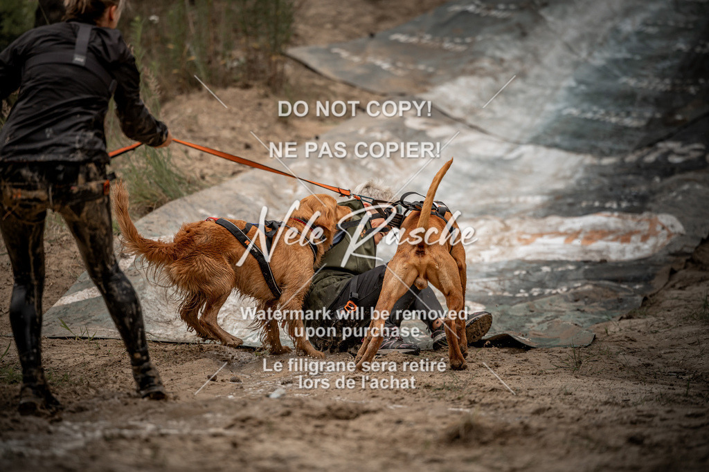 nelerasche_sa0800-1000_296 | nelerasche