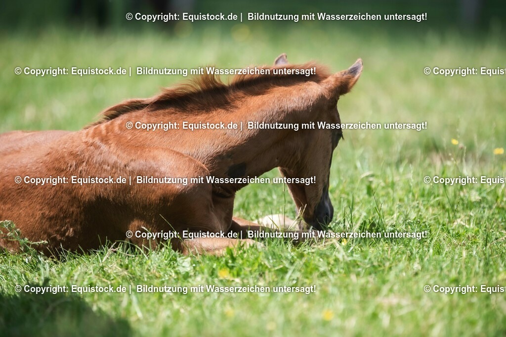 20210617_Fohlen_0302 | Foto: Thomas Hartig