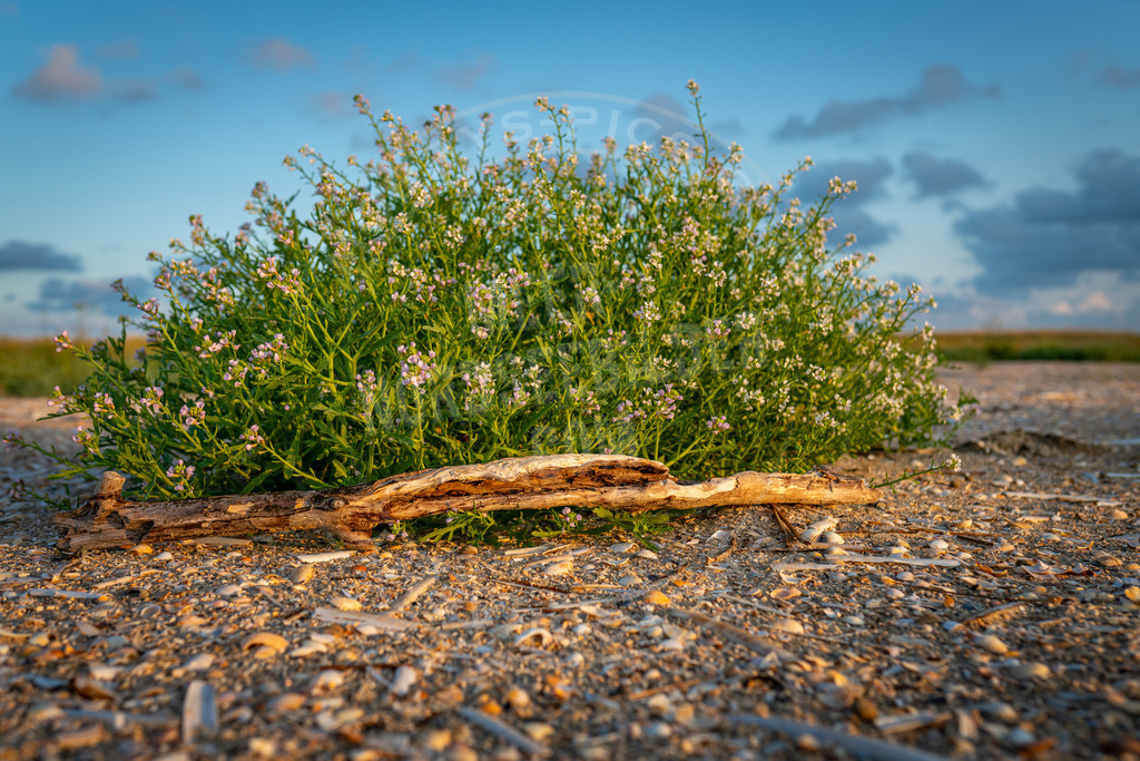 Strandpflanze 1 | Muscheln vor der Strandaster