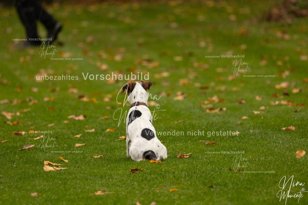 _16A0597 | Einzigartige Fotos von Hunden & Menschen –Actionfotos, Portraits, Vereinsaufnahmen & Paarshootings – authentisch, lebendig & mit Herz.