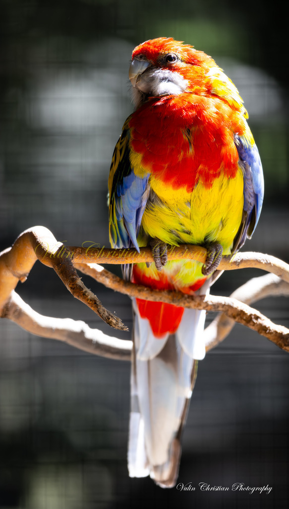 PH 1 | Christian Vulin  - Realisiert mit Pictrs.com