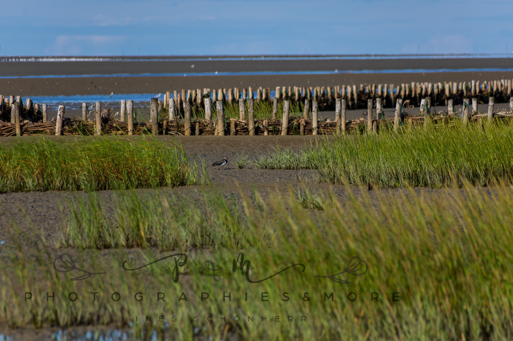 IMGP0348 | Nordseeinsel Mandö - Realisiert mit Pictrs.com