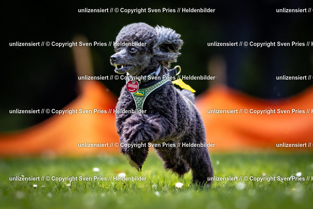 Sven Pries | 2026-05-14 - Hunderennen KA Durlach Vatertag 2026 - Realisiert mit Pictrs.com