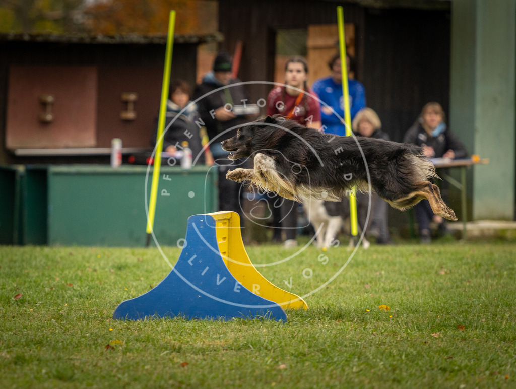 Pfotenfotografie_DV3A6482 | Hundefotografie, Tierfotograf, Pfotenfotografie, Fotoshooting Hund, Hunde Portrait, Hundesport, Hundeportraits, Heideshooting, Hunde, Sportfotograf, Hundefotograf, Turnierhundsport, THS,  - Realisiert mit Pictrs.com