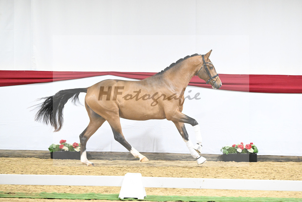 Kat-Nr. 20 v. Vaderland_Gestuet Pramwaldhof_63220585 | hf-fotografie - Realizzato con Pictrs.com