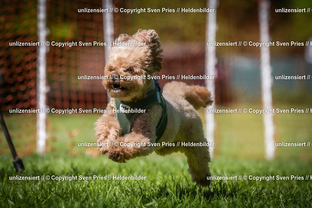 Hunderennen_April_2026_673 | 2026-04-26 - Hunderennen Baden-Oos April 2026 - Realisiert mit Pictrs.com