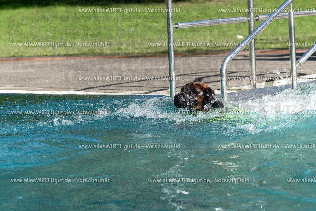 Hundeschwimmen_Volksbad_2026-allesWIRTHgut_Tierfotografie-2609061609-FAY07399 | Professionelle Tierfotografie in Mönchengladbach von Daniel Wirth (allesWIRTHgut). Liebevolle & natürliche Bilder von Hunden & Katzen für unvergessliche Erinnerungen.