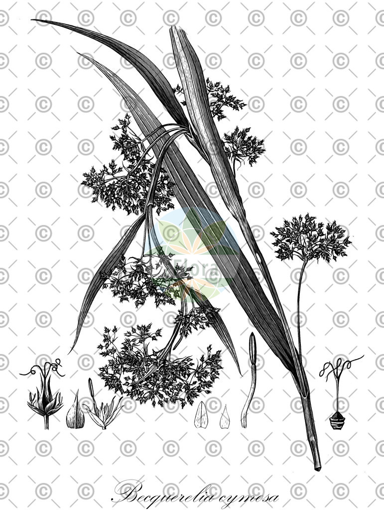 HistAbb_wfo-0000069210_1_ENZY_Simple | Historische Abbildung von Becquerelia cymosa - Cyperaceae | Historical Illustration of Becquerelia cymosa - Cyperaceae