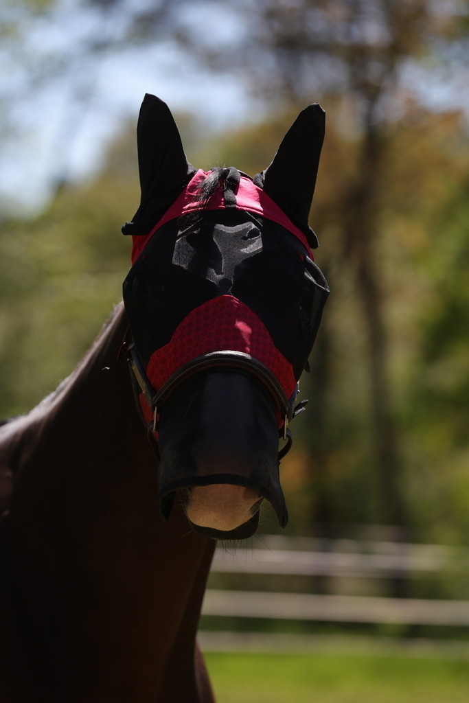 0P6A8955 | Willkommen bei Brunnmayr - Design & Fotografie – Ihrem Spezialisten für Reitturniere und Pferdeveranstaltungen in Oberösterreich, Salzburg und Bayern! Seit über 17 Jahren sind wir leidenschaftlich dabei.