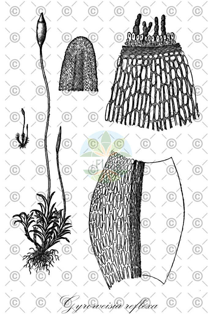 HistAbb_wfo-0000977525_1_ENZY_Simple | Historische Abbildung von Gyroweisia reflexa - Pottiaceae | Historical Illustration of Gyroweisia reflexa - Pottiaceae