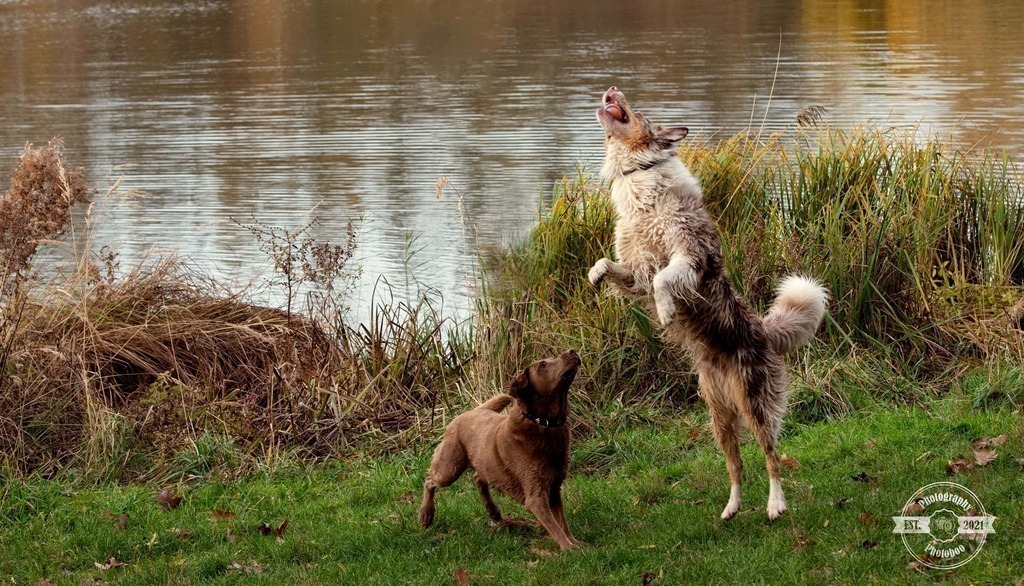Lieblingsbilder_Photoboo_52 | Pferde- und Hundefotografie in Köln und Umgebung von Vanessza Csuka - Realisiert mit Pictrs.com