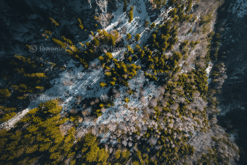 Felsen und Nadelbäume bei Chiemgau im Winter | löwenblicke | shop